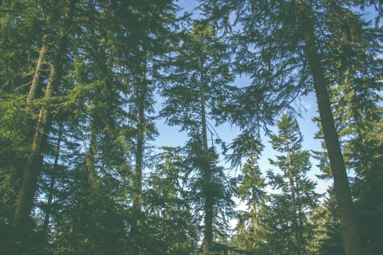 Nature’s Canvas: Crafting Unforgettable Outdoor Experiences on a Budget